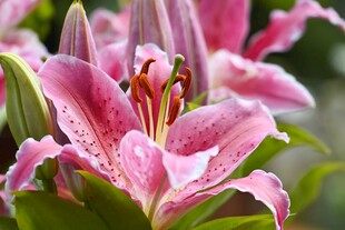娇艳粉色百合花绽放