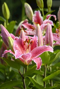 娇艳粉色百合花绽放