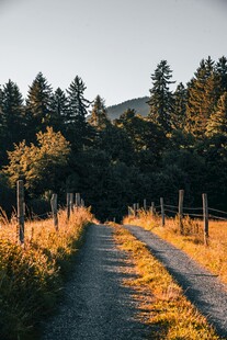 秋日林间小路