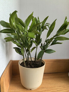 室内绿植盆栽置于木托盘上