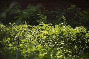 阳光下的翠绿植物