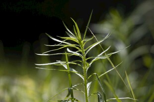 嫩绿野草特写