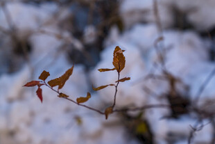 雪覆枝头残叶显萧瑟
