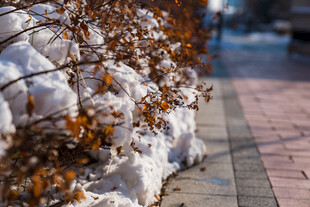 雪覆枯叶的冬日街景