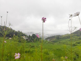 山间草地绽放的美丽小花