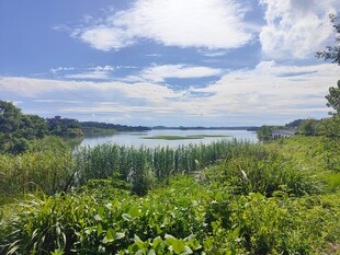 湖畔绿野风光