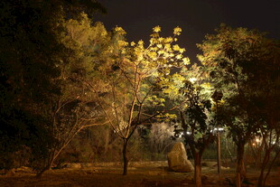 夜晚树林中的灯光美景