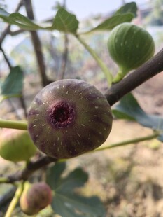 枝头的无花果