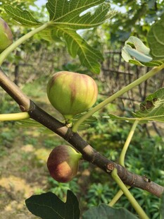 枝头的无花果果实