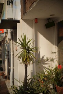 小巷中的绿植景致