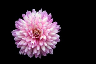 粉色大丽花特写