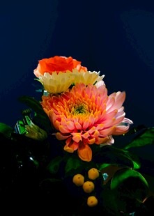 多彩菊花绽放于绿植间