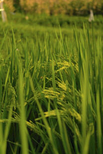 翠绿稻田 生机盎然