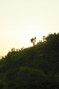 夕阳下的山坡绿树景观