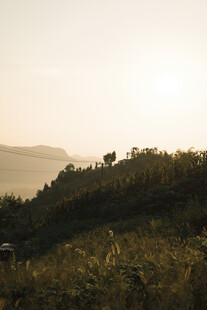 夕阳下的山坡绿植景观