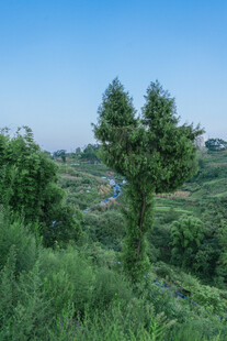 乡村绿意盎然的自然风光