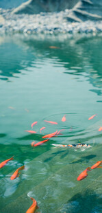 池塘中游动的多彩金鱼