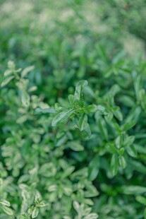 翠绿繁茂的清新植物