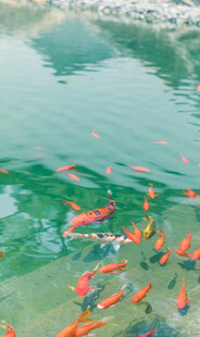 池塘中游动的多彩金鱼