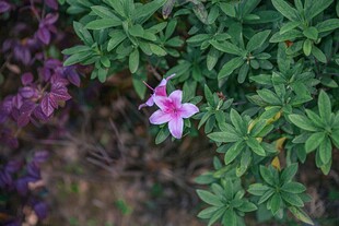 绿叶丛中绽放的娇艳小花