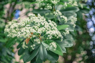 绿叶间的白色繁花