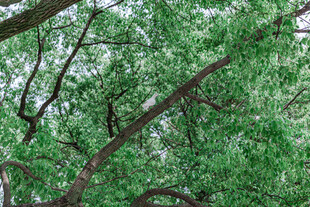 繁茂绿树展现自然生机