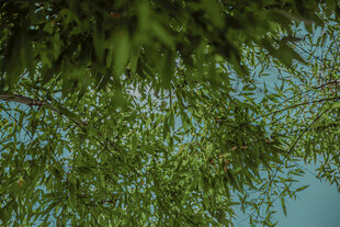 绿叶映衬下的澄澈蓝天