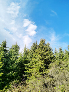 蓝天绿树的清新森林景象