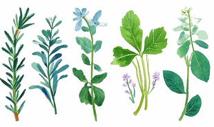 多样清新草本植物插画