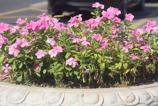长春花