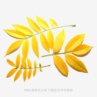 落叶