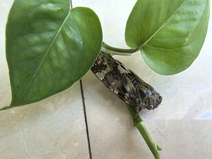 一只蝉栖于绿萝藤蔓上