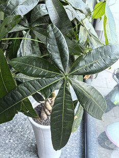 室内绿植发财树特写