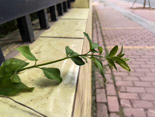 墙边绿植生机盎然