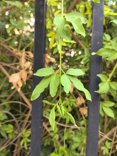 绿叶从铁栅栏间探出