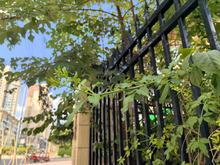 铁艺围栏旁的繁茂绿植