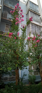 小区中绽放的鲜艳花卉