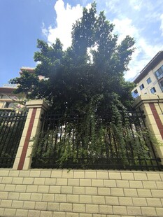 围栏旁茂盛大树