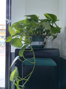 室内绿植装点舒适角落