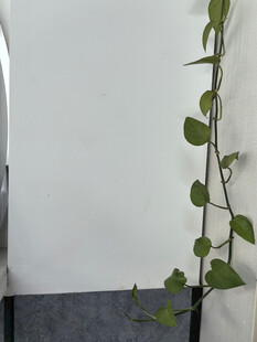 白色墙角藤蔓绿植