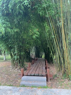 竹林中的木质休憩平台