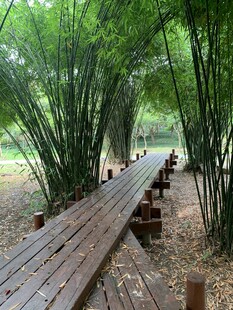 竹林中的木质步道