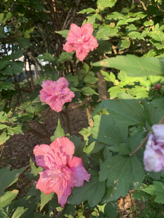 娇艳木槿花绽放