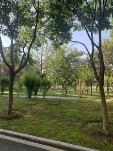 城市公园绿树成荫景致