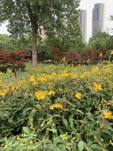 城市中绽放的灿烂黄花