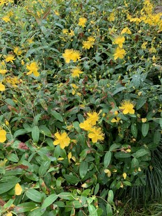 金黄小花绽放绿叶间