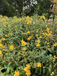 金黄灿烂的花丛景观