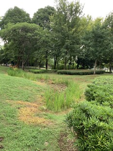 绿意盎然的户外自然景观