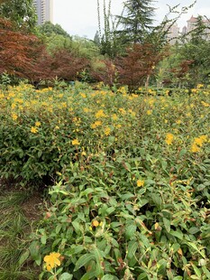 金黄花丛中的自然景致