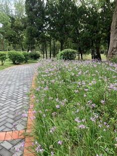 公园小径旁的繁茂花草